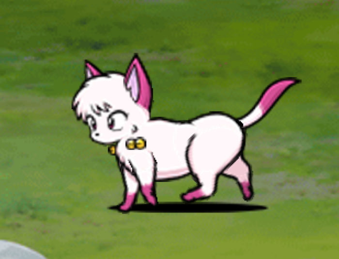 Shampoo Cat