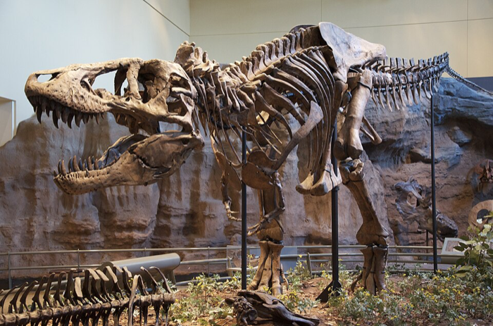 Tyrannosaurus