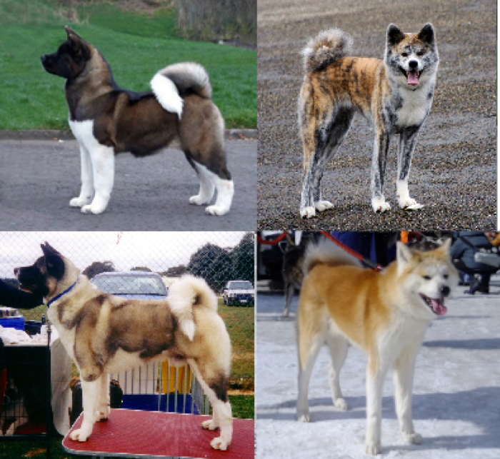 Akita