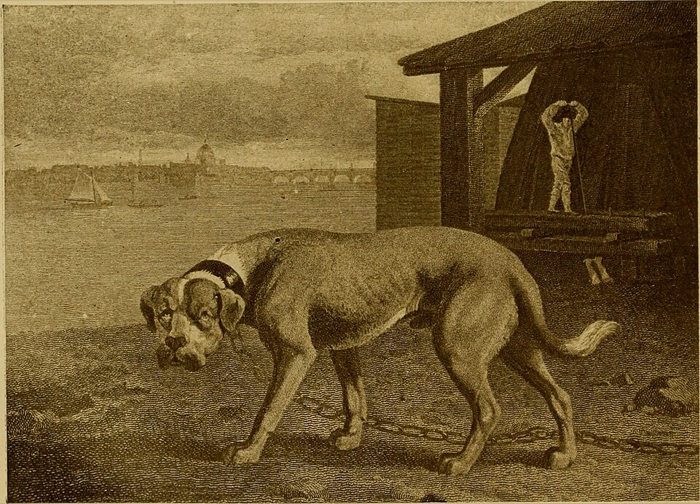 Mastiff