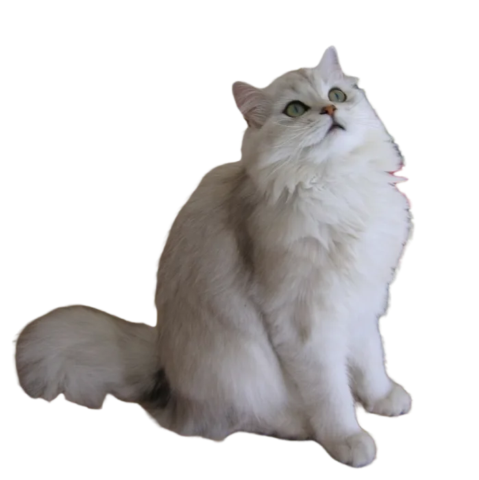 British Longhair