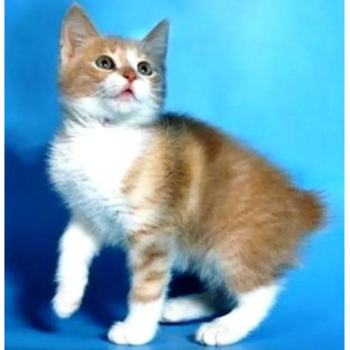 Karelian Bobtail