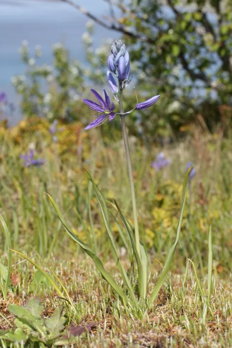 Camas