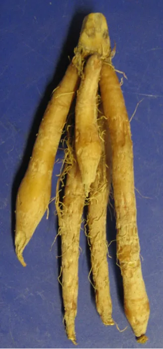 Chinese Ginger
