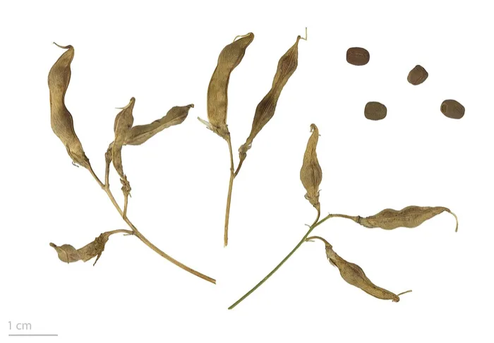 Earthnut Pea