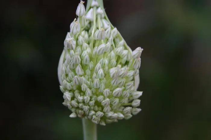 Elephant Garlic