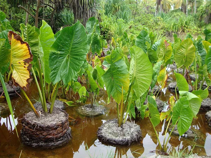 Giant Swamp Taro