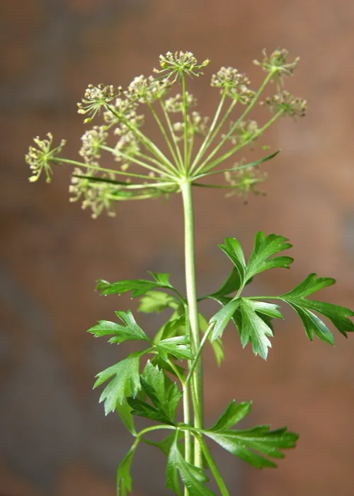 Hamburg Parsley