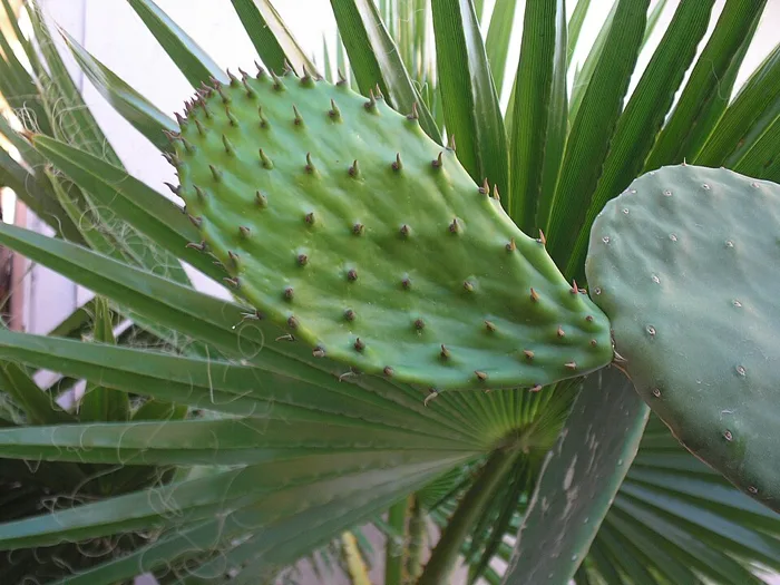 Nopal