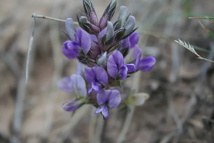 Prairie Turnip