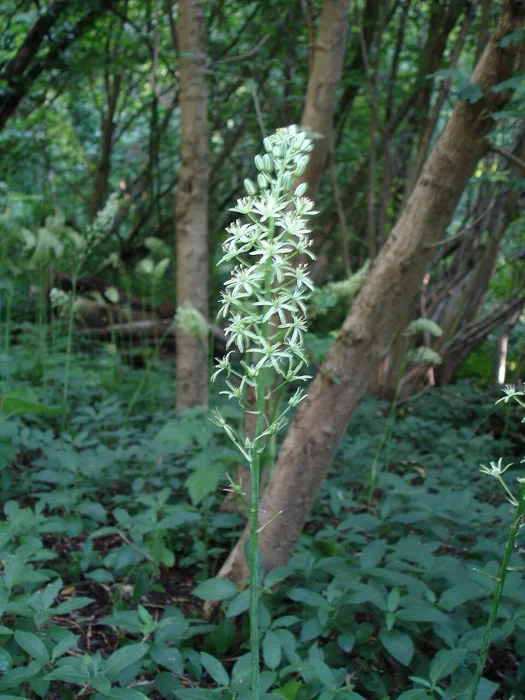 Prussian Asparagus