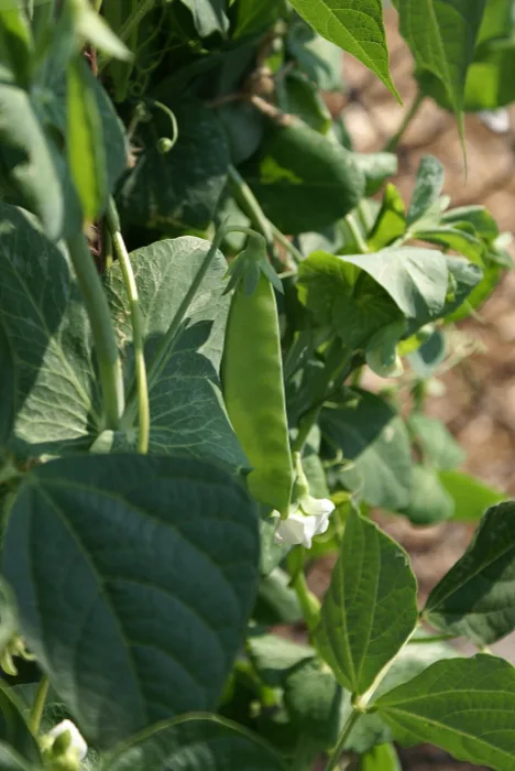 Snow Pea