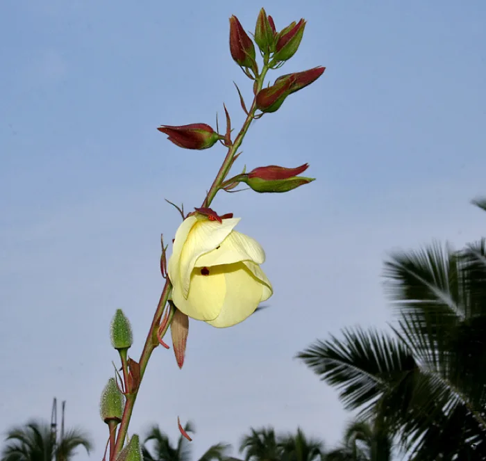 Sunset Muskmallow