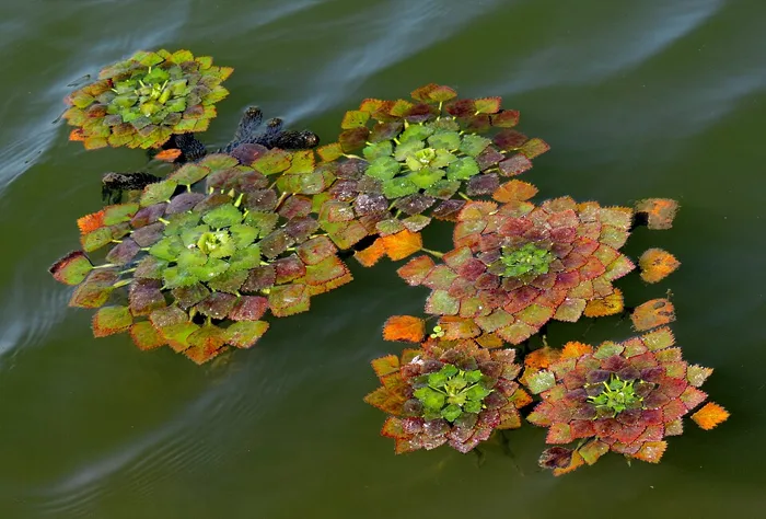 Water Caltrop