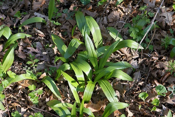 Wild Leek