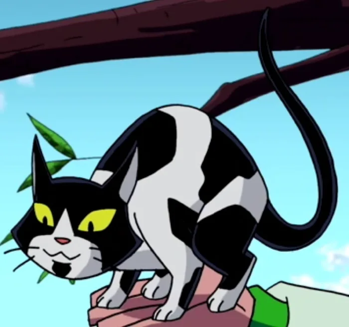 Mr Catsby