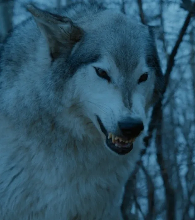 Nymeria Direwolf
