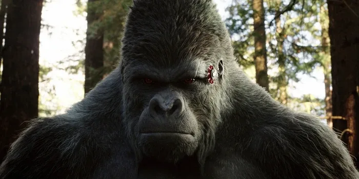 Grodd