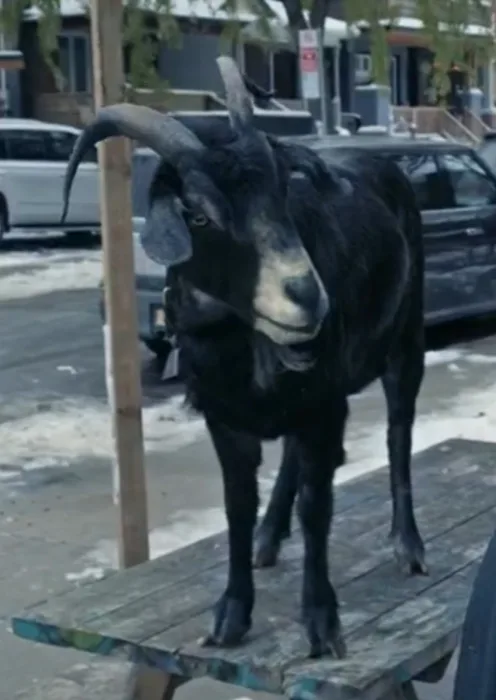 Black Peter